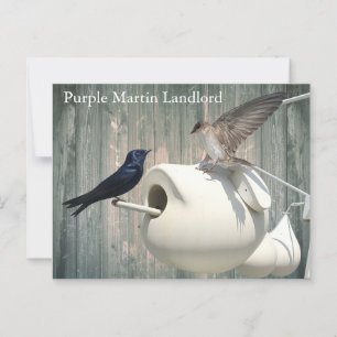 Purple Martin Landlord Nature Swallow Bird Gourds Postcard