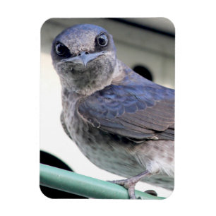 Purple Martin Magnet