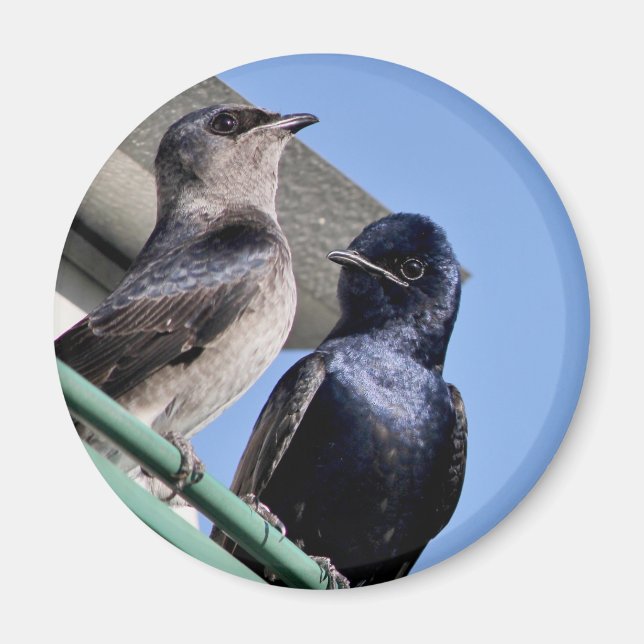 Purple Martin Mates Magnet (Front)