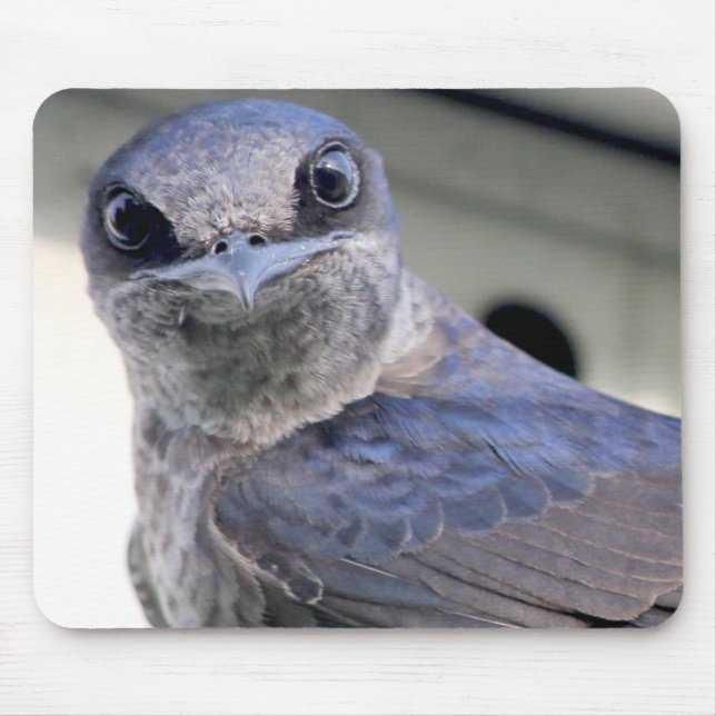 Purple Martin Mouse Pad (Front)