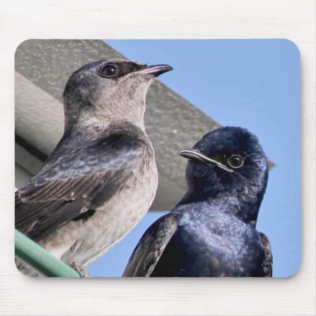 Purple Martin Pair Mouse Pad (Front)