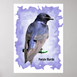 Purple Martin Poster