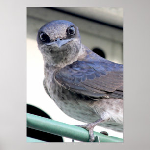 Purple Martin Poster