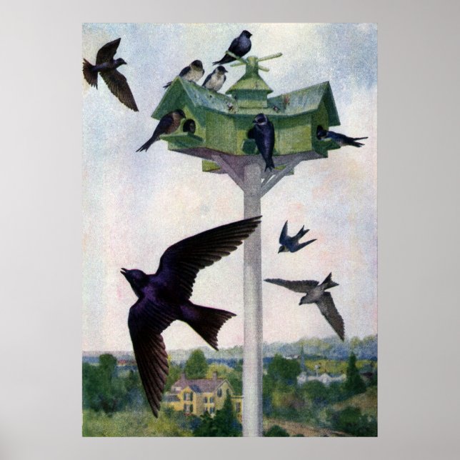 Purple Martins and Their Birdhouse Poster (Front)