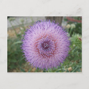Purple Milk Thistle Postcard