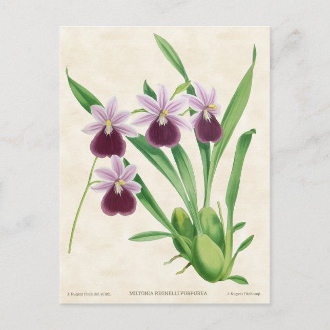 Purple Miltonia Orchid Vintage Botanical Postcard (Front)