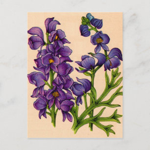 purple monkshoods postcard