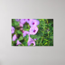 Purple Morning Glory