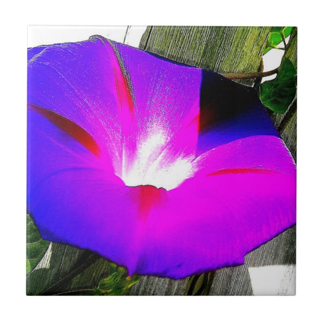 Purple Morning Glory Flower Decorative Tile (Front)