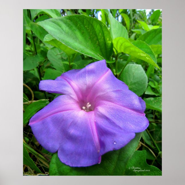 Purple Morning Glory Flower Poster (Front)
