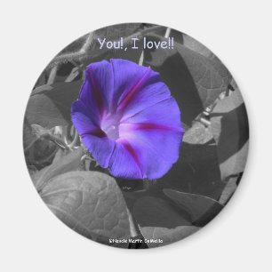 Purple Morning Glory-Magnet Magnet