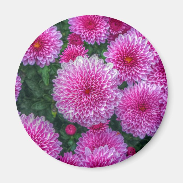 Purple Mums Magnet (Front)