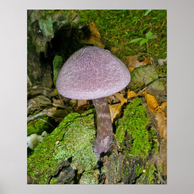 Purple Mushroom on Mossy Log Poster (Front)
