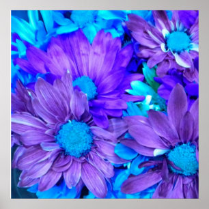 Purple N Turquoise Daisies  Poster