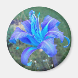 Purple N  Turquoise Daylily Magnet
