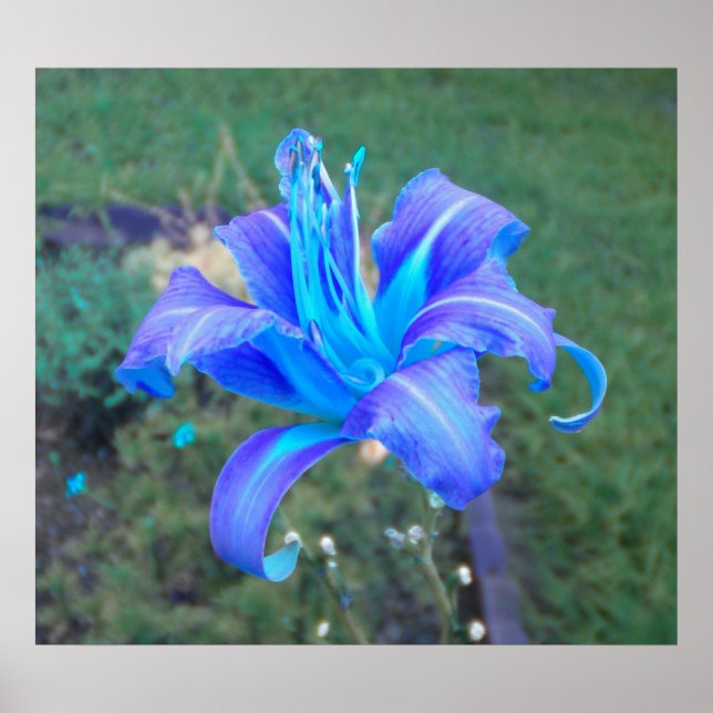 Purple N Turquoise Daylily Poster (Front)