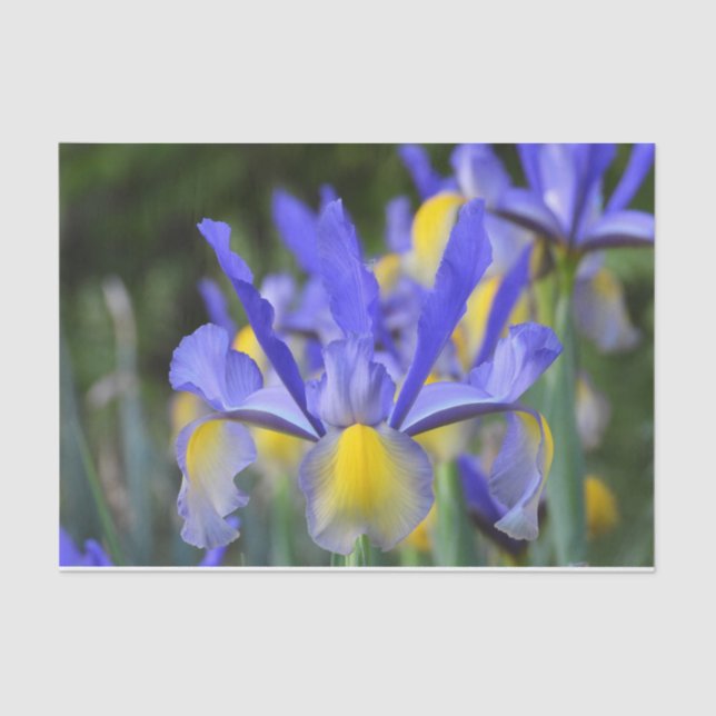 Purple N Yellow Iris  Tissue Paper (Front)