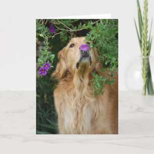 Purple Nose Card