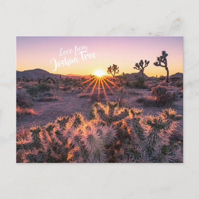 Purple Orange Cholla Cactus Joshua Tree Sunset Postcard (Front)