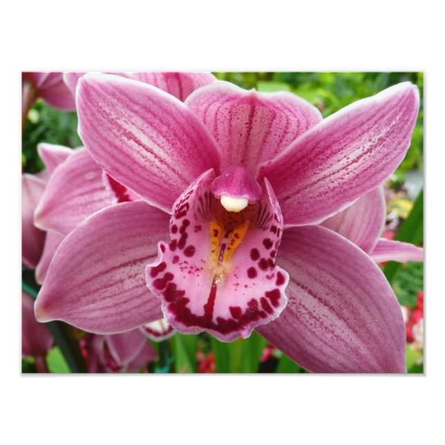 Purple Orchid Elegant Floral Photo Print (Front)