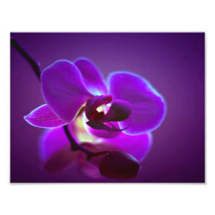 Purple Orchid Photo Print
