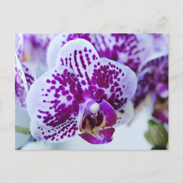 Purple Orchid Postcard (Front)