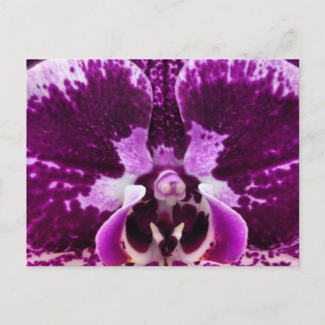 Purple Orchid Postcard (Front)