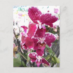 Purple Orchid Postcard