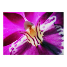 Purple Orchid