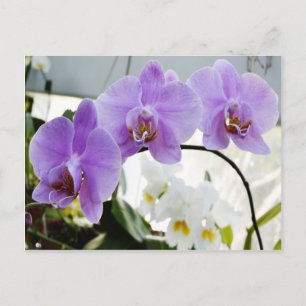 Purple Orchids on a Vine Postcard