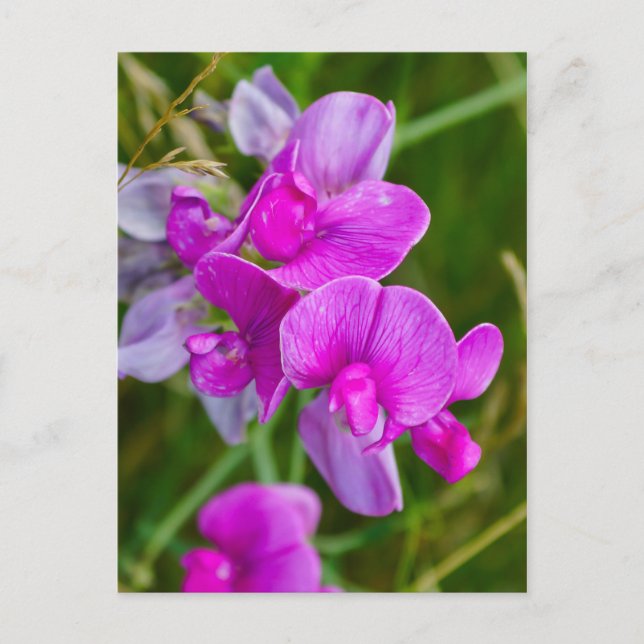Purple Orchids Postcard (Front)