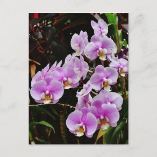 Purple Orchids Postcard