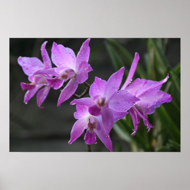 Purple Orchids Poster (Front)
