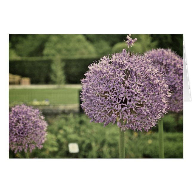 Purple Ornamental Onion (Front Horizontal)