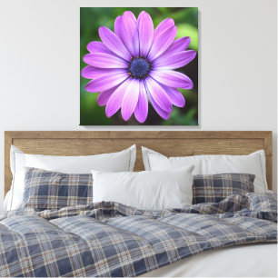 Purple Osteopermum Canvas Print