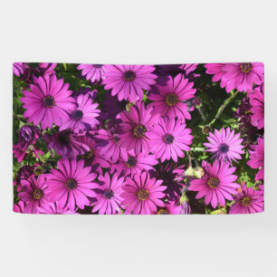 Purple Osteospermum Flowers Banner