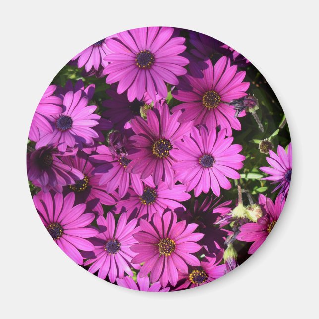 Purple Osteospermum Flowers Magnet (Front)