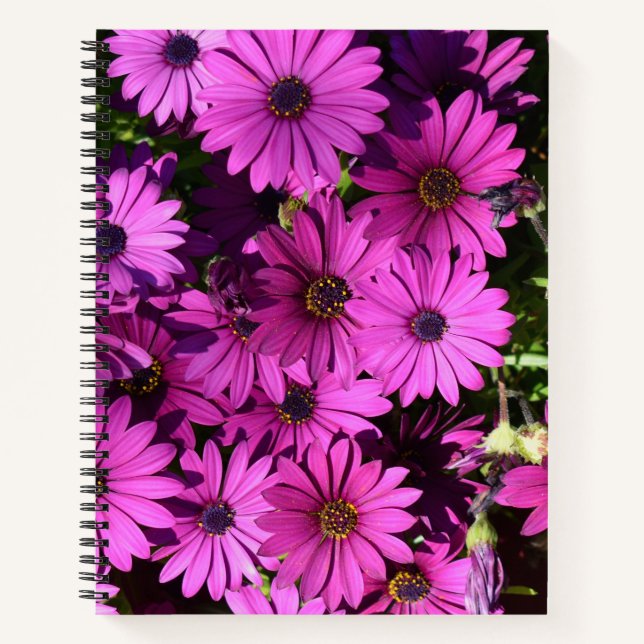 Purple Osteospermum Flowers Notebook (Front)