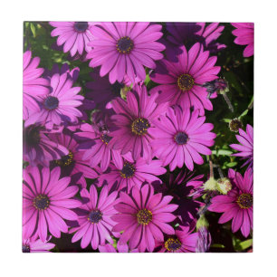 Purple Osteospermum Flowers Tile