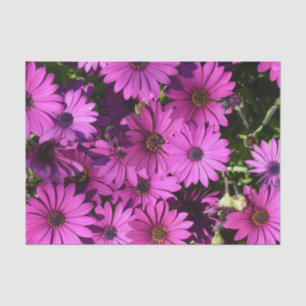 Purple Osteospermum Flowers Tissue Paper