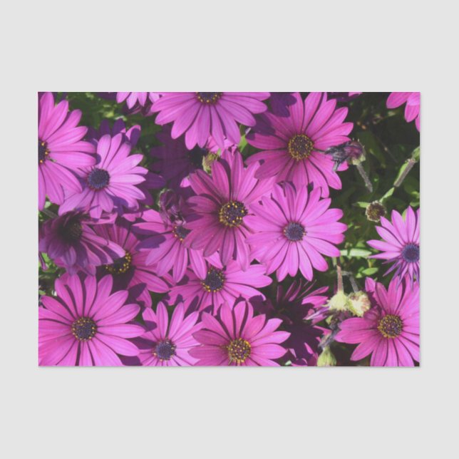 Purple Osteospermum Flowers Tissue Paper (Front)