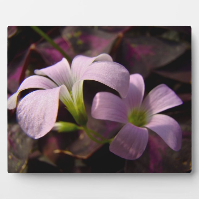 Purple Oxalis Blossoms Plaque (Front)