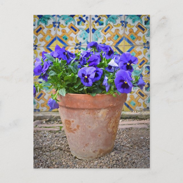 Purple Pansies Flower Pot Postcard (Front)