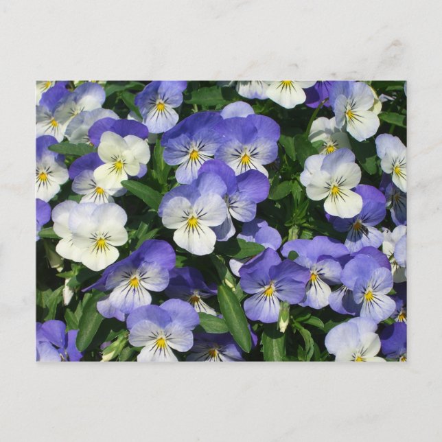 Purple Pansies Garden Floral Postcard (Front)