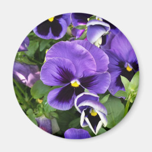 purple pansies magnet