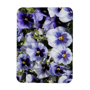 Purple Pansies Magnet