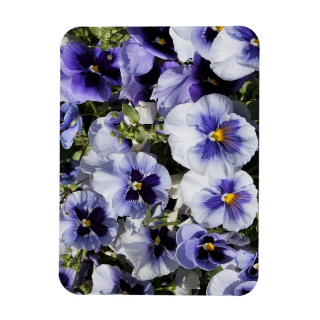 Purple Pansies Magnet (Vertical)