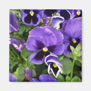 purple pansies magnet
