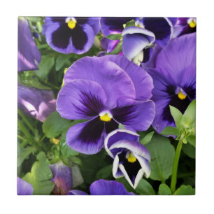 purple pansies tile