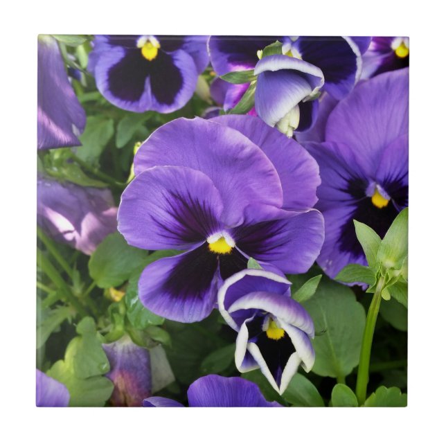 purple pansies tile (Front)